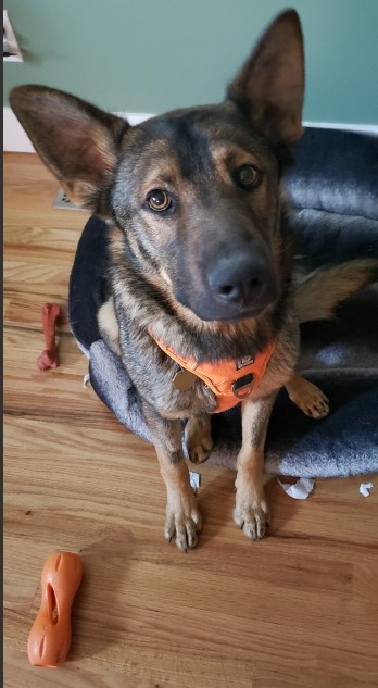 Teddy (renamed Bear)
